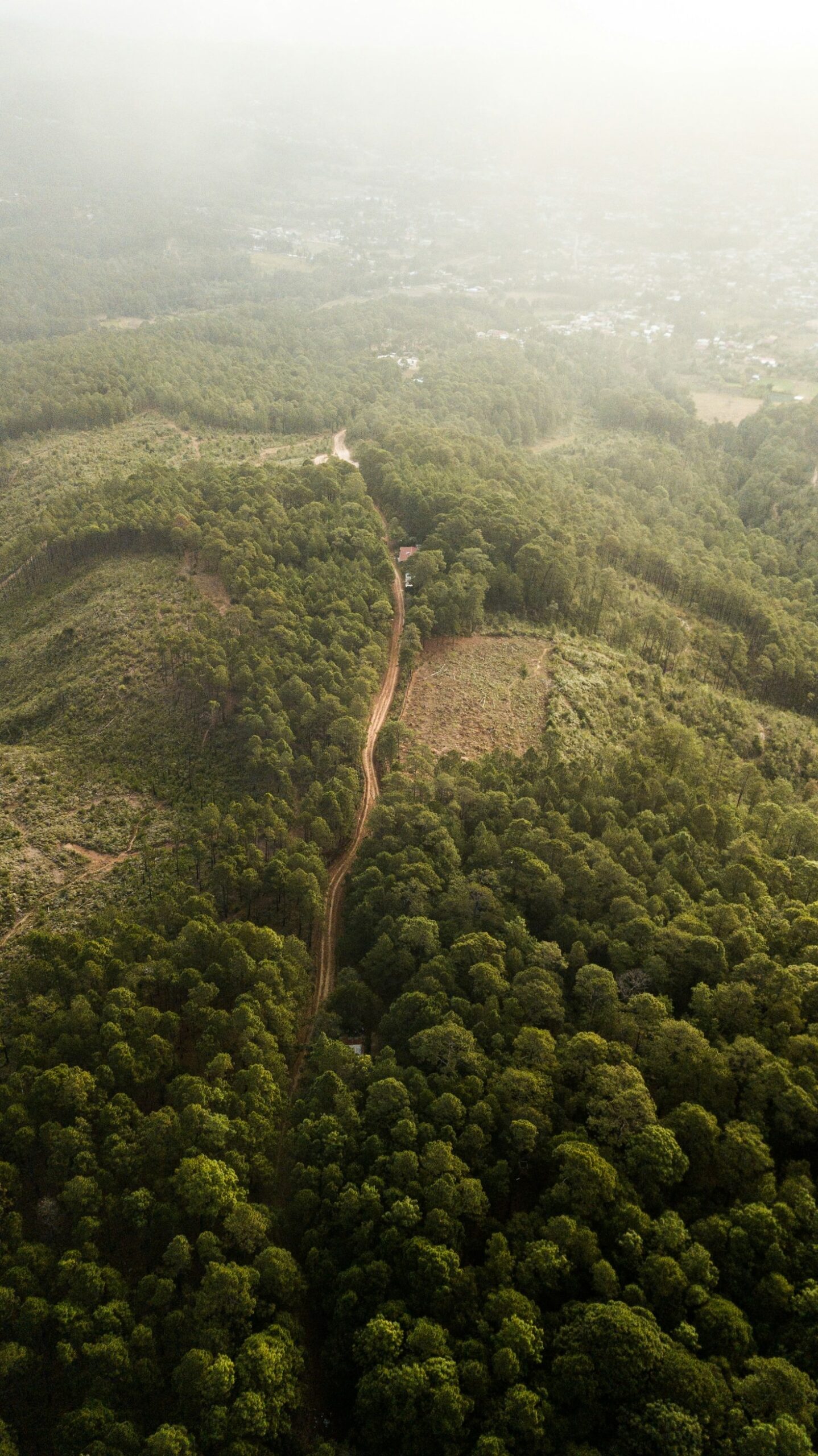 Benefícios dos Sistemas Agroflorestais para a Sustentabilidade