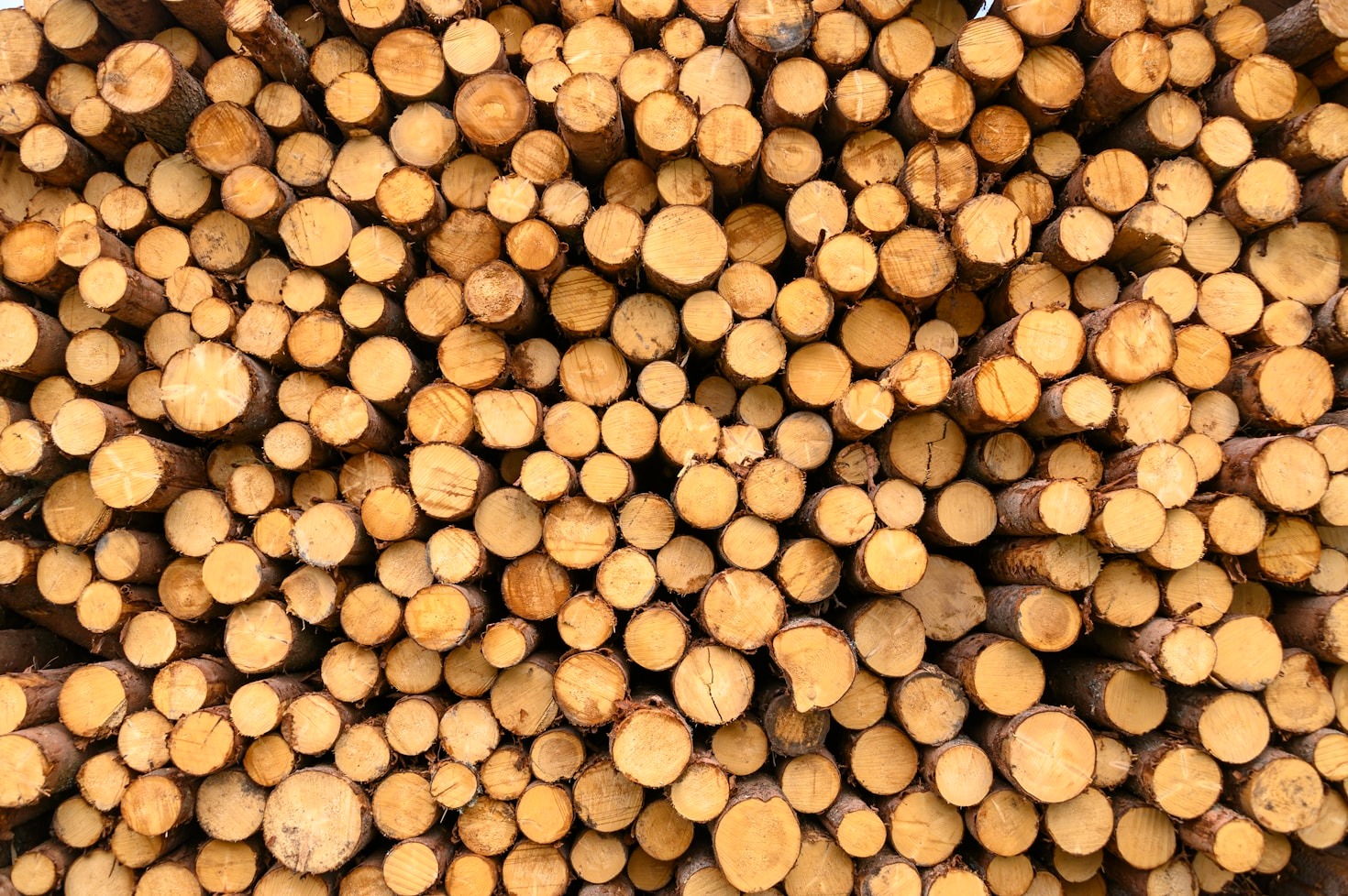 A Importância da Biodiversidade na Gestão Ambiental
