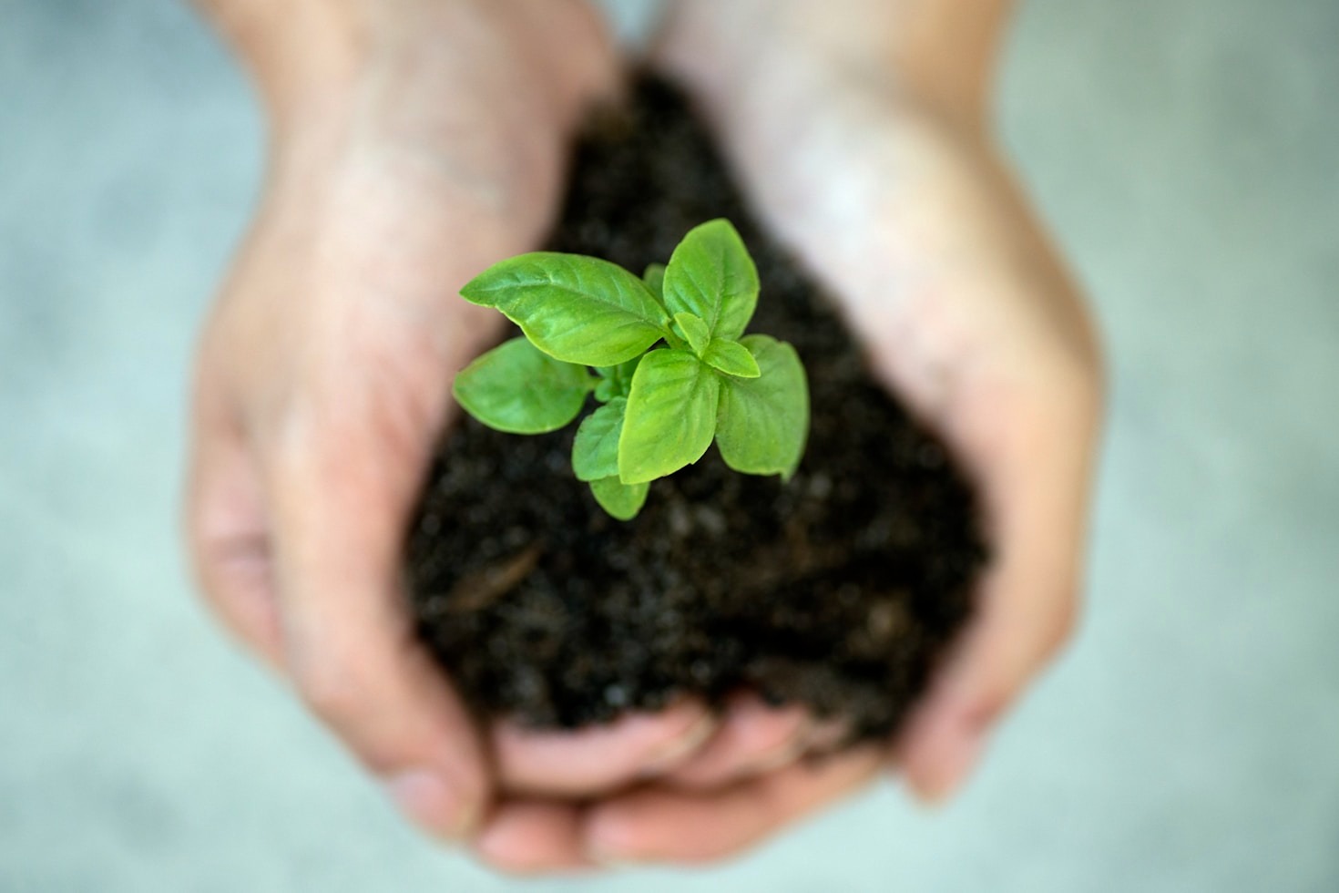 Estratégias para Implantação de Sistemas Agroflorestais