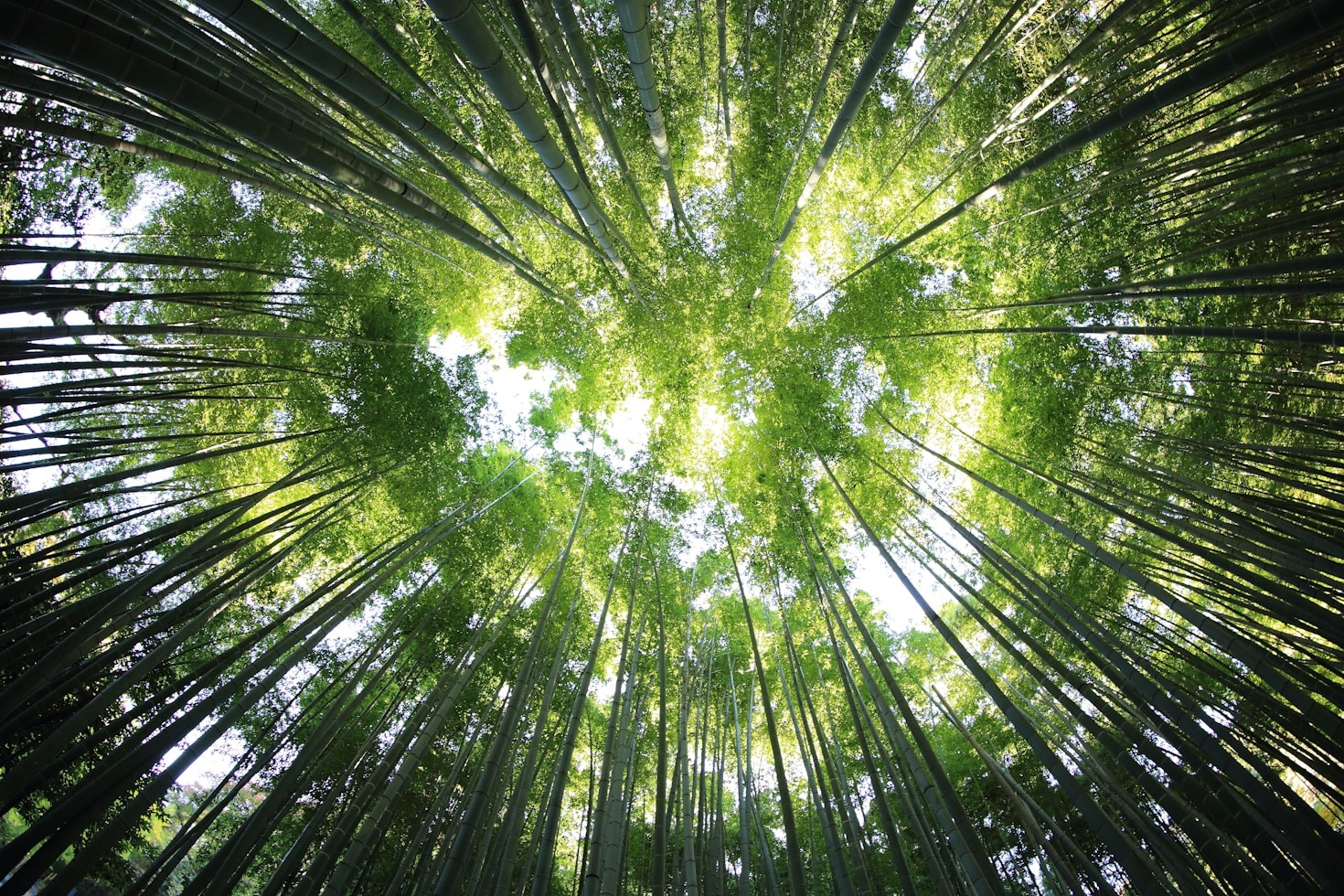 Desafios e Oportunidades da Economia Verde