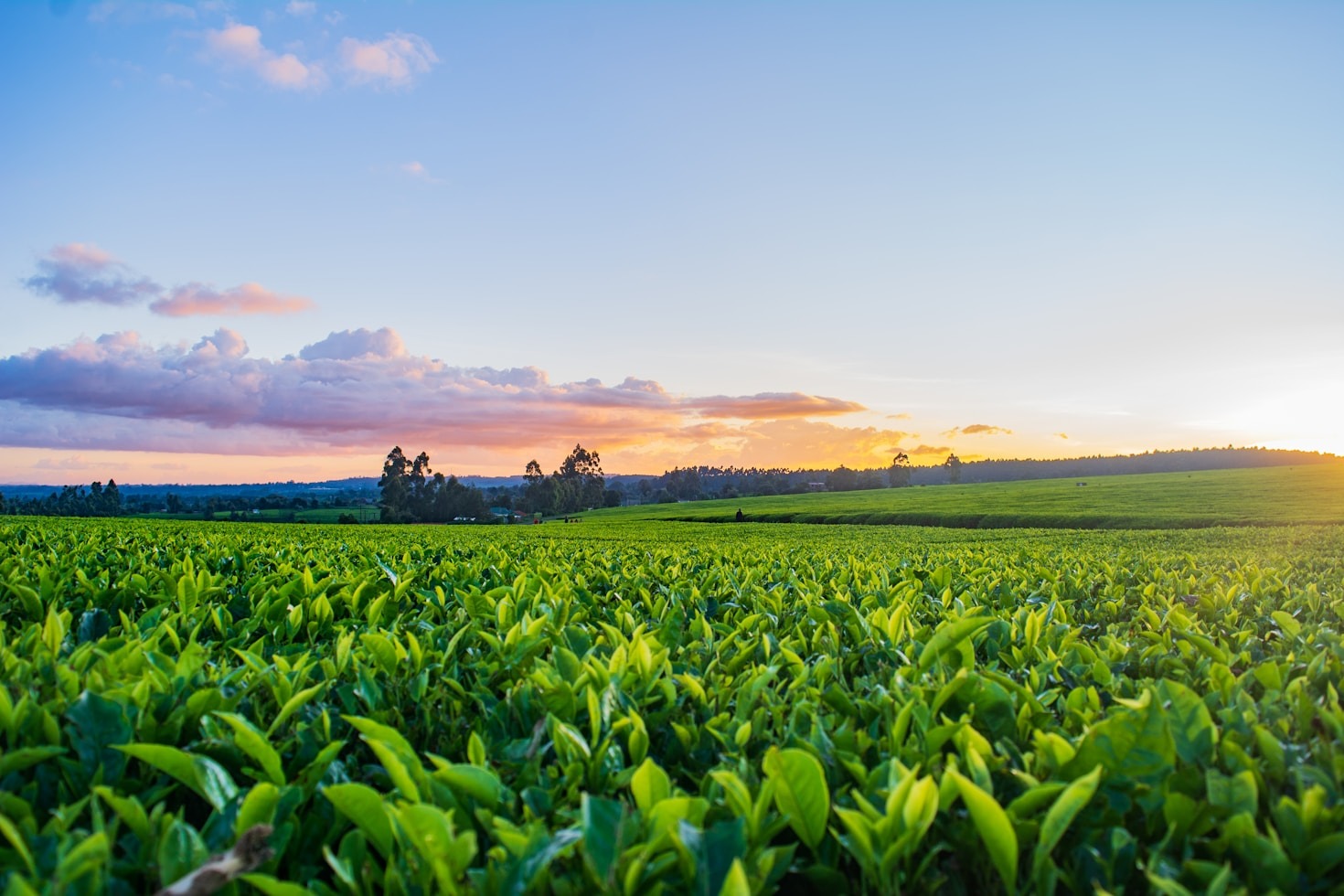 O Papel das Soluções Agroambientais no Desenvolvimento Local